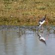 Échasse blanche sur le lac de Saint-Cyr